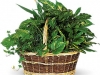 Large Basket Garden