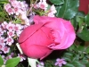 pink-rose