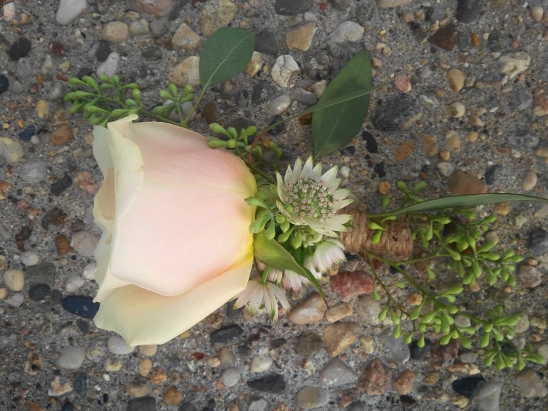 boutonniere with rose, seeded eucalyptus