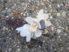 fresh corsage with cymbidium orchids, seeded eucalyptus