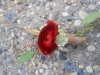 fresh boutonniere: ranunculus, wheat