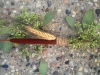 boutonniere: wheat, seeded eucalyptus, cattail