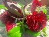 Centerpiece: dahlia, leucadendron, cockscomb , succulent, seeded eucalyptus