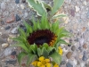 Sunflower Boutonniere with yellow wax