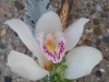 Cymbidium orchid with dusty miller and black bearded wheat