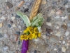 Wheat with yellow wax