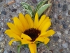 Sunflower with wheat