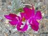 wristlet of orchids & dusty miller