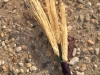 Wheat boutonniere