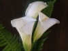 3 large calla lilies with sword fern