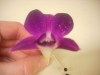 orchid boutonniere
