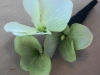 Silk hydrangea corsage